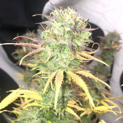 Pure Instinto Girl Scout Kush Seeds AUTO