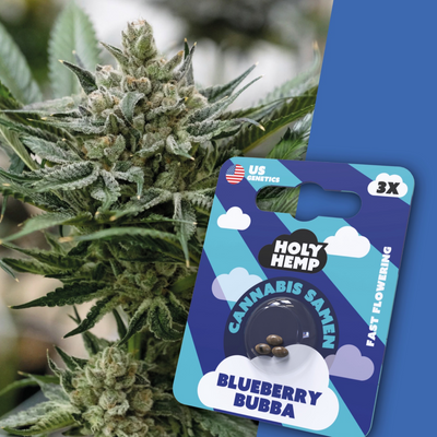 Fast-Flowering Blueberry Bubba Seeds